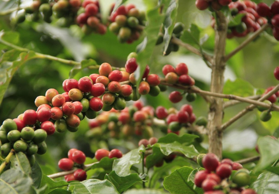 Koffiebonen Brazilië